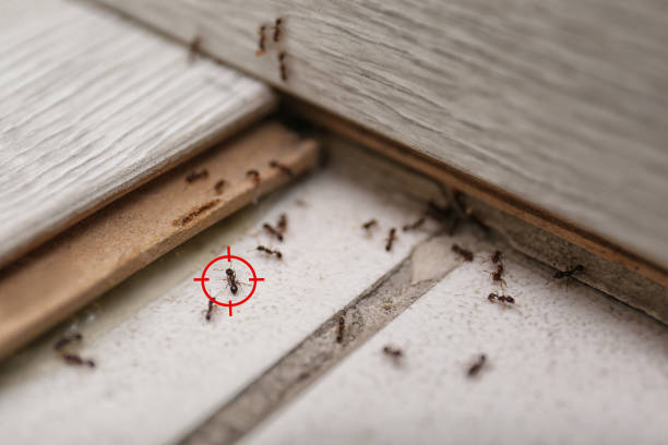 Wildlife Control Services in Mattoon, IL