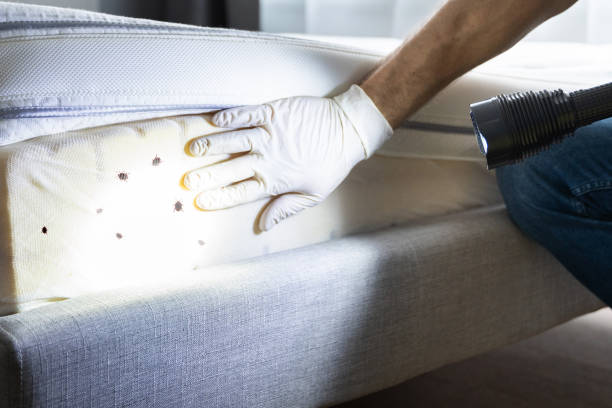 Best Rat Extermination Near Me  in Mattoon, IL